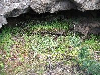iara Scorciavacca-20110306 135